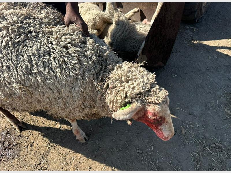 an injured ewe
