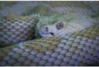 Detailed close-up of a green tree python's head and scales.