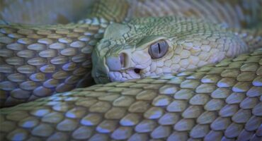 Detailed close-up of a green tree python's head and scales.