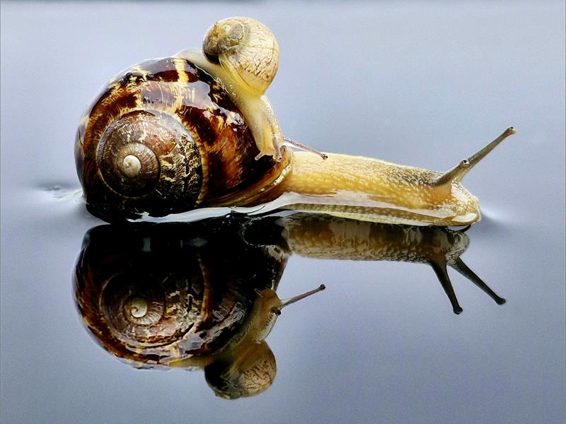 a small snail is on top of a big snail