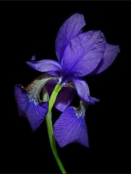 a photo of a purple flower
