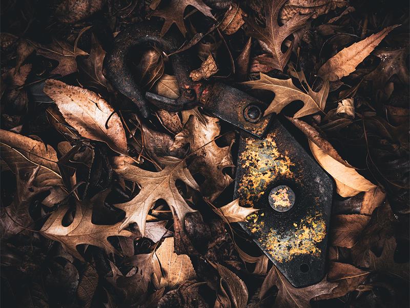 a photo of dried leaves