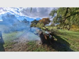 smoke and fire coming from a tree stump