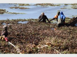 workers clear hyacinth from a dam