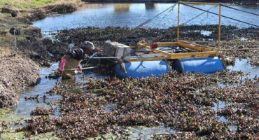 a person a dam surrounded by hyacinth