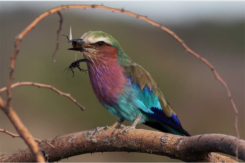 image of a bird with an insect in its beak