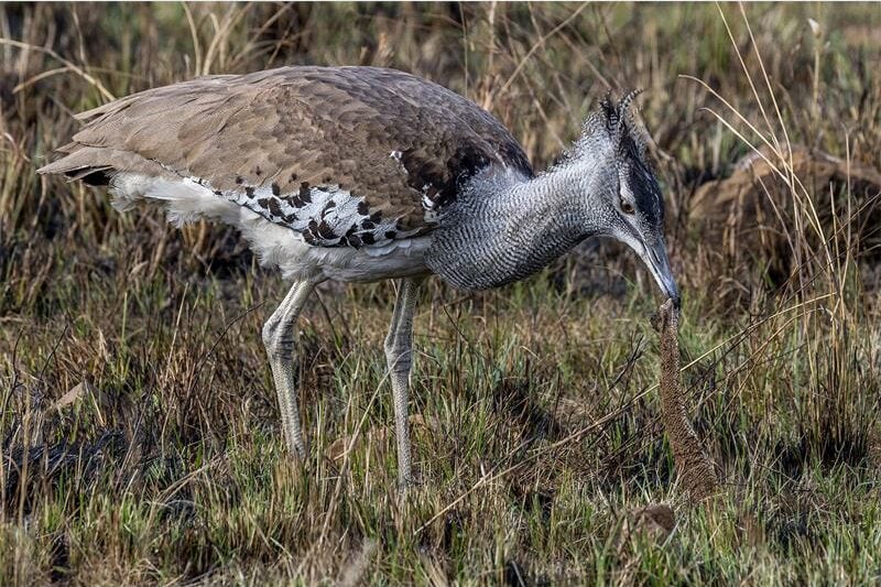 image of a bird with aa snake