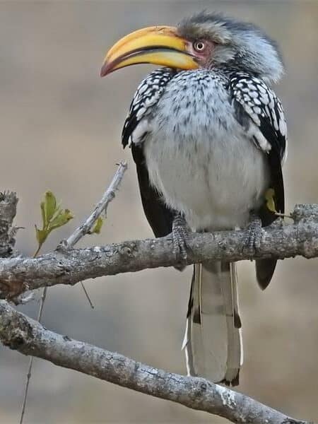 a photo of a wild bird