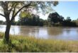 a river and a tree