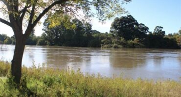 a river and a tree