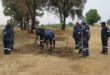 Municipal workers plant trees