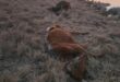 a dead cow