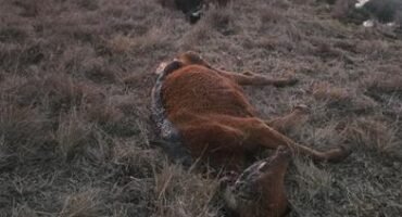 a dead cow