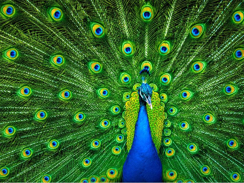 a photo of a peacock
