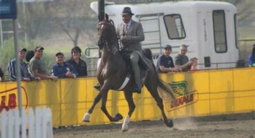 A horse gallops in the ring with his rider who is wearing a formal hat