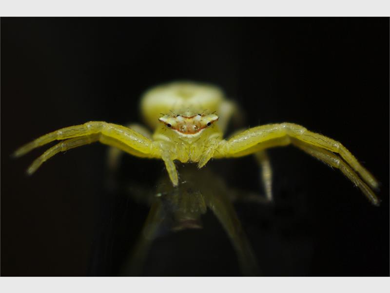 A close up photo of a spider