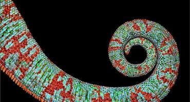 a photo of a chameleon's tail
