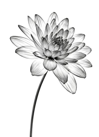 a photo of  class flower