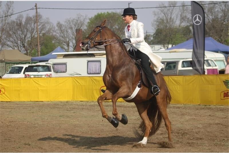 a horse and rider in the ring