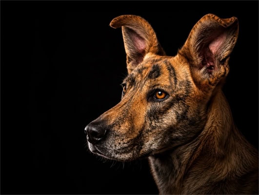 picture of a dog
