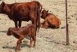 a cow and two calves