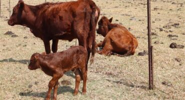 a cow and two calves