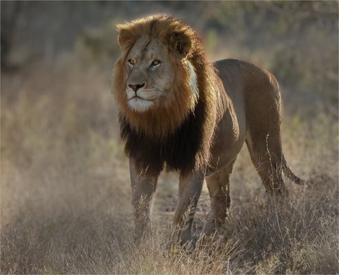 a big male lion