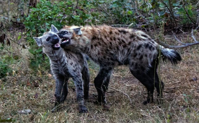 two hyenas playing