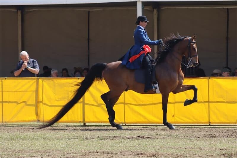 a horse prances with its rider on the back