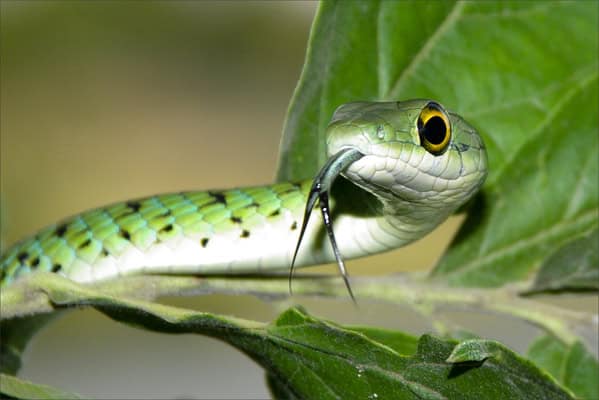 a photo of  a green nd white snake