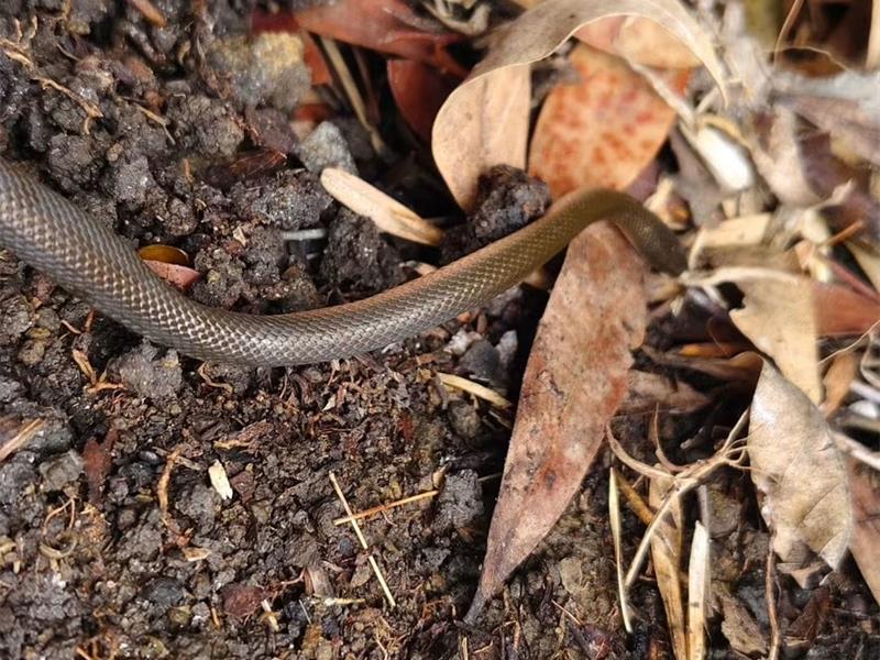 a small brown snake