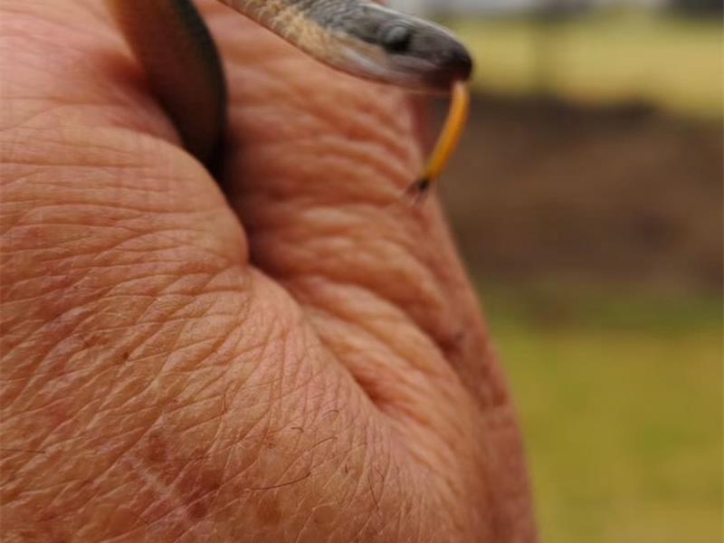 a hand holding a small snake