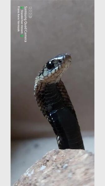 a snake standing up