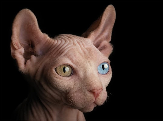 a sphynx cat with different coloured eyes