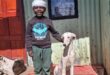 a little boy plays doctor with a greyhound