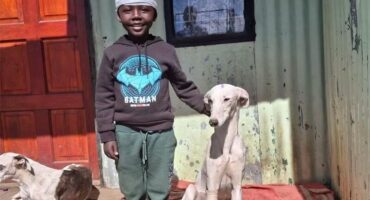 a little boy plays doctor with a greyhound