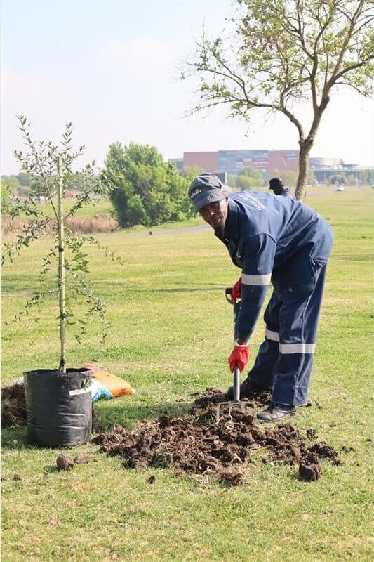 a man plants a tree