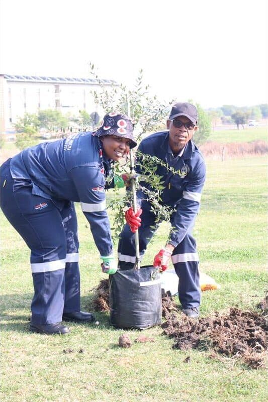 Two people work together to plant a tree