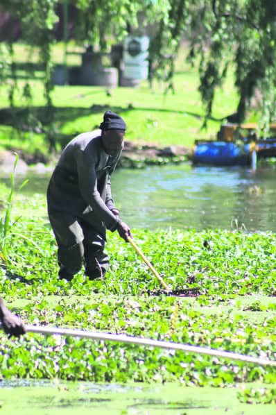 A worker rakes the invasive water hyacinths closer to the conveyor belt for removal.