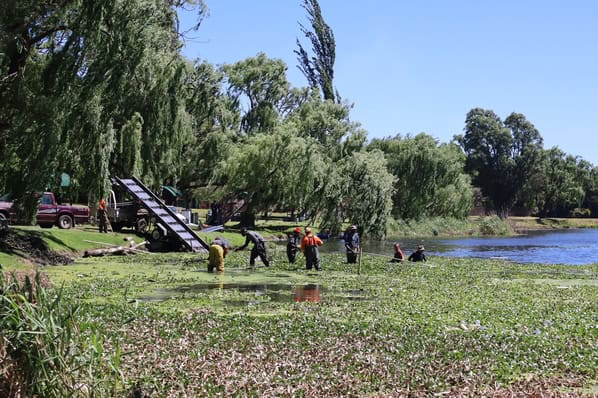 All hands on deck as workers join forces to move invasive water hyacinths towards the conveyor belt. Photo: Kerry Bird