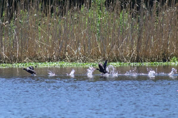 Birdlife is enjoying more open water at Secunda’s Duckpond as the Groenstrook Gabbas continue clearing the invasive water hyacinths. Photo: Supplied