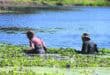 two men dragging water hyacinth to shore