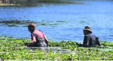 two men dragging water hyacinth to shore