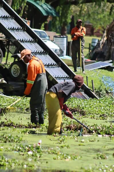 Workers rake the invasive water hyacinths towards the water’s edge as part of the ongoing cleanup operation at Secunda’s Duckpond. Photo: Kerry Bird