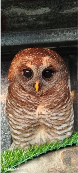 African Wood Owl.