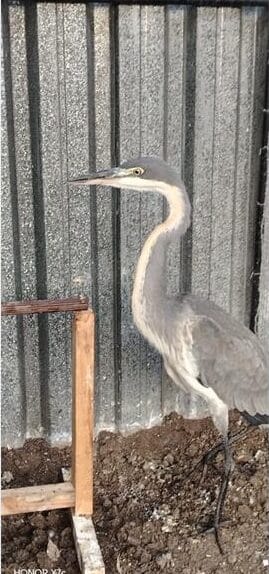 Black-headed Heron.