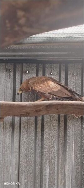 Juvenile African Harrier Hawk.