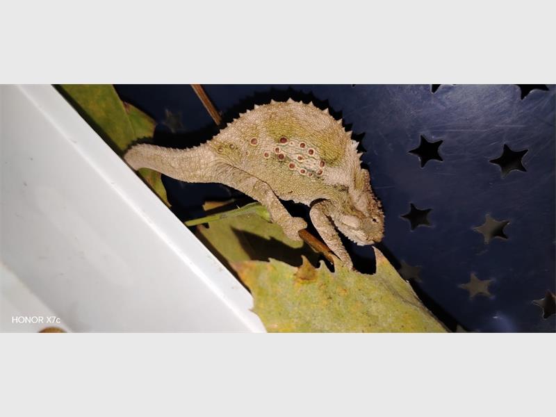 Eastern Cape Dwarf Chameleon.
