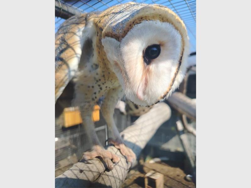 Western barn owl.
