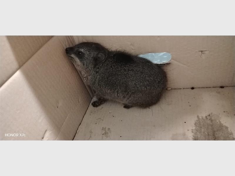 Rock hyrax